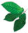 Foglie